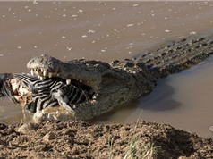 “Rợn người” với cảnh cá sấu nuốt chửng đầu ngựa vằn