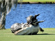 Clip: Cá sấu quyết chiến giành bạn tình trên sân golf