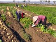 Dân Quế Võ trồng khoai tây thu lãi vài trăm triệu