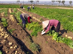 Dân Quế Võ trồng khoai tây thu lãi vài trăm triệu