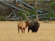 Clip: Bò rừng bison nặng 1 tấn đại chiến với nai sừng tấm 400kg