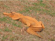 Cá sấu màu cam gây chú ý ở Mỹ