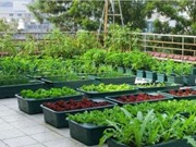 Những lưu ý khi trồng rau trên mái nhà