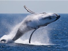 Kiểm tra số lượng cá voi bằng ảnh vệ tinh