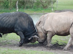 Clip: Tê giác húc bay đàn trâu rừng