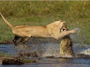Clip: Cá sấu truy sát sư tử dưới nước