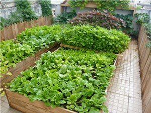 Kỹ thuật trồng rau sạch tại nhà