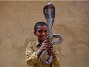 Clip: Khám phá nghề thôi miên rắn ở Ấn Độ