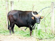 Triển vọng nâng cao chất lượng đàn bò với bò tót lai tại Khánh Hòa, Ninh Thuận và Lâm Đồng