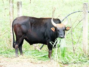 Triển vọng nâng cao chất lượng đàn bò với bò tót lai tại Khánh Hòa, Ninh Thuận và Lâm Đồng