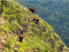 Bầy voi khổng lồ gặm cỏ trên vách núi cheo leo