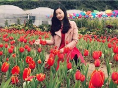Ngắm vẻ đẹp của vườn hoa tulip ở Lào Cai