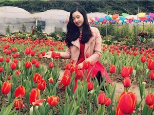 Ngắm vẻ đẹp của vườn hoa tulip ở Lào Cai