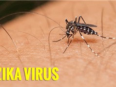 Việt Nam có 233 trường hợp mắc bệnh Zika
