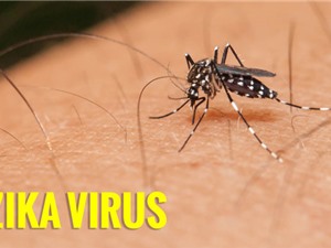 Việt Nam có 233 trường hợp mắc bệnh Zika