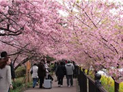 Ấn tượng với chùm ảnh hoa anh đào phủ kín thành phố Kawazu