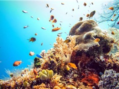 10 hòn đảo san hô đẹp nhất thế giới