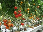 Kỹ thuật trồng cà chua sai quả trong thùng xốp