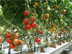 Kỹ thuật trồng cà chua sai quả trong thùng xốp