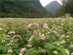 Cận cảnh vườn hoa tam giác mạch đầu tiên ở Ninh Bình
