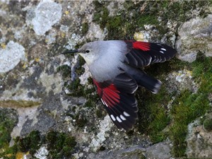 Ấn tượng với bộ lông của chim Wallcreeper