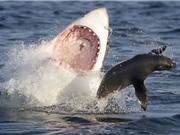 Clip: Cá mập trắng cắn đứt đôi người hải cẩu voi