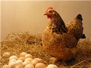 LẠ: Gà vô sinh có khả năng “đẻ thuê” trứng 