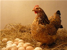 LẠ: Gà vô sinh có khả năng “đẻ thuê” trứng 