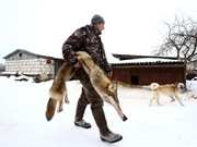 Ghê rợn cảnh bắt giết sói ở gần Chernobyl
