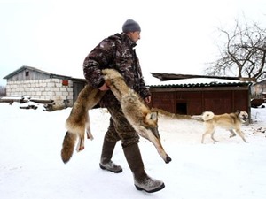 Ghê rợn cảnh bắt giết sói ở gần Chernobyl