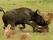 Clip động vật đại chiến ấn tượng nhất tuần: Cá sấu giết báo, trâu rừng húc xuyên người sư tử