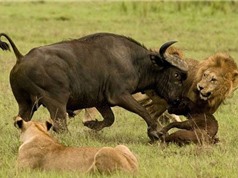 Clip động vật đại chiến ấn tượng nhất tuần: Cá sấu giết báo, trâu rừng húc xuyên người sư tử