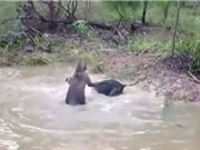Clip: Chó nhận “cái kết đắng” vì tấn công kangaroo 