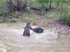 Clip: Chó nhận “cái kết đắng” vì tấn công kangaroo 
