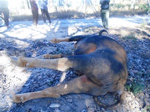 Bò tót 800 kg tại Vườn Quốc gia lao vào ôtô chết vì... còi xe