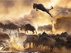 Clip: Cuộc vượt sông “đẫm máu” của linh dương đầu bò