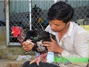 Nông dân Đắk Nông bật mí bí quyết nuôi gà Đông Tảo thu nhập trăm triệu