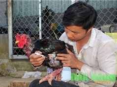 Nông dân Đắk Nông bật mí bí quyết nuôi gà Đông Tảo thu nhập trăm triệu