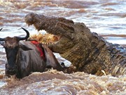 Clip: Bầy cá sấu “tha chết” cho linh dương đầu bò
