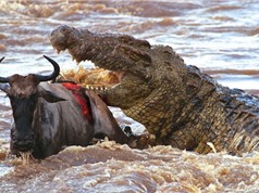Clip: Bầy cá sấu “tha chết” cho linh dương đầu bò