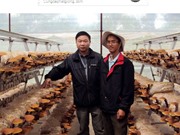 Lâm Đồng: Chuyển giao thành công công nghệ trồng nấm cao cấp