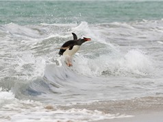 “Chết cười” với cảnh chim cánh cụt lướt sóng