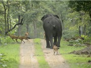 Đàn chó rừng “nếm quả đắng” vì cả gan tấn công voi con