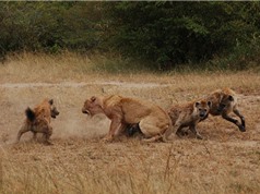 Clip: Cuộc chiến không khoan nhượng giữa đàn sư tử và linh cẩu