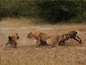 Clip: Cuộc chiến không khoan nhượng giữa đàn sư tử và linh cẩu
