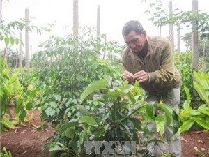 Trồng xen cây ăn quả trong vườn cà phê, dân Đắk Lắk thu lãi vài trăm triệu