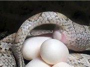Clip: Cận cảnh quá trình đẻ trứng của rắn 