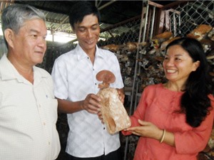 Kỹ thuật trồng nấm linh chi đỏ làm giàu của nông dân Phú Quốc
