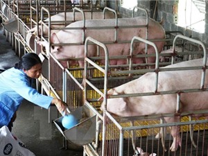 Phương pháp mới giúp lợn miễn nhiễm với dịch bệnh