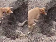 Clip: Cảm động trước cảnh chú chó đào huyệt chôn đồng loại